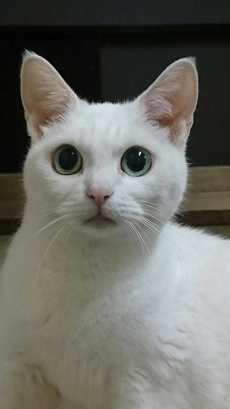 「猫忍」ドラマ版に友情出演するあなご。