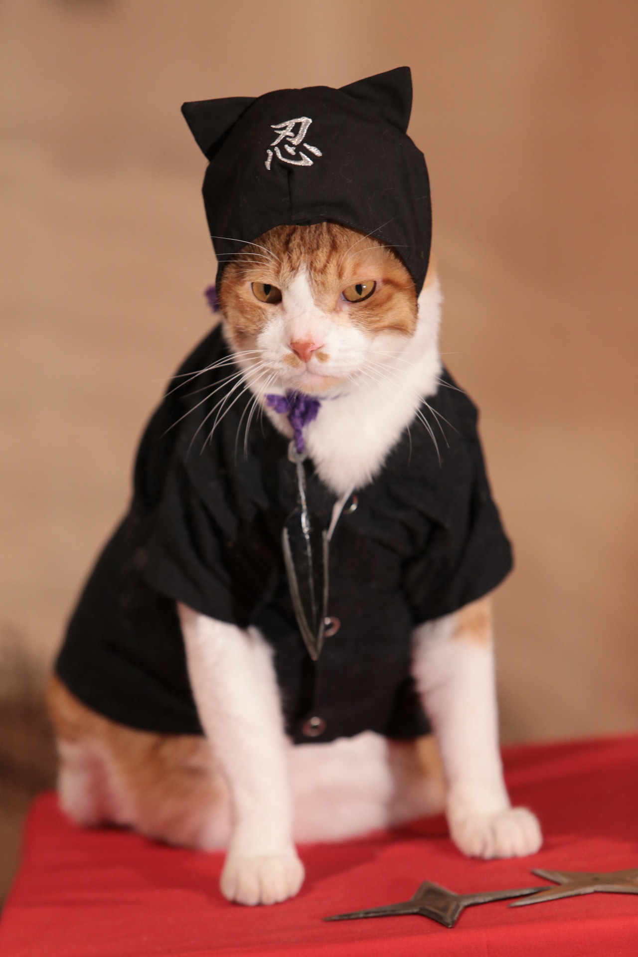 「猫忍」で父上に扮する金時。