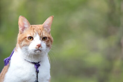 「猫忍」で父上に扮する金時。