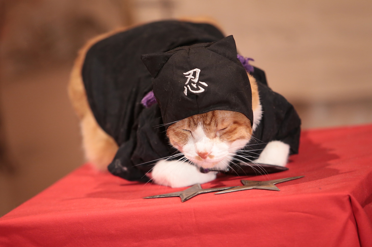 「猫忍」で父上に扮する金時。
