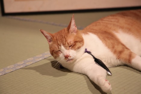 「猫忍」で父上に扮する金時。