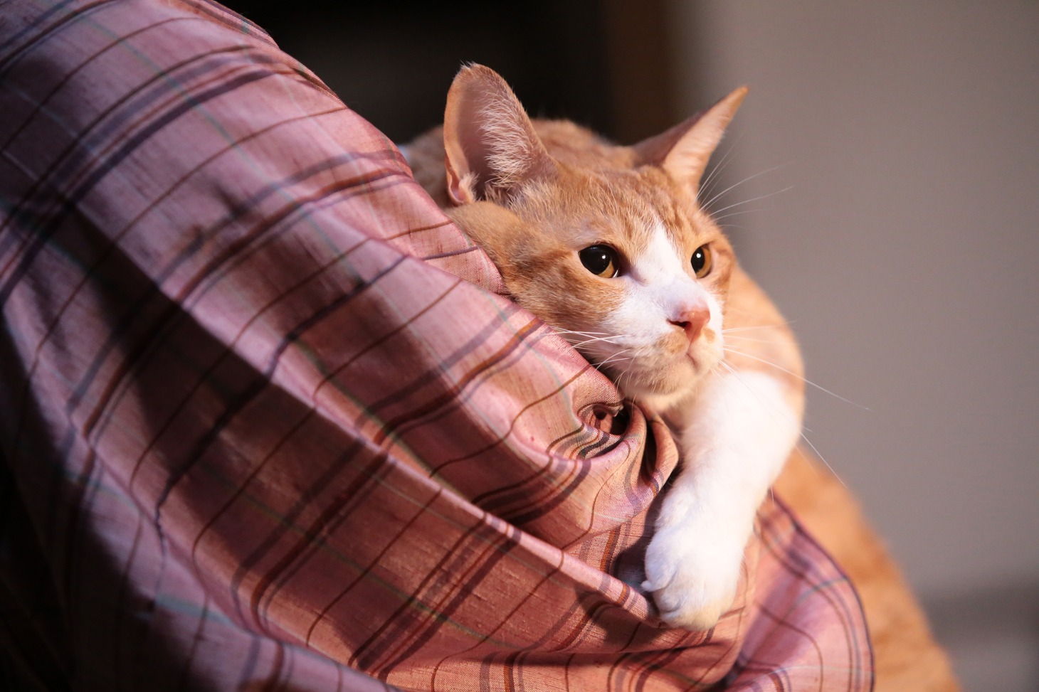 「猫忍」で父上に扮する金時。