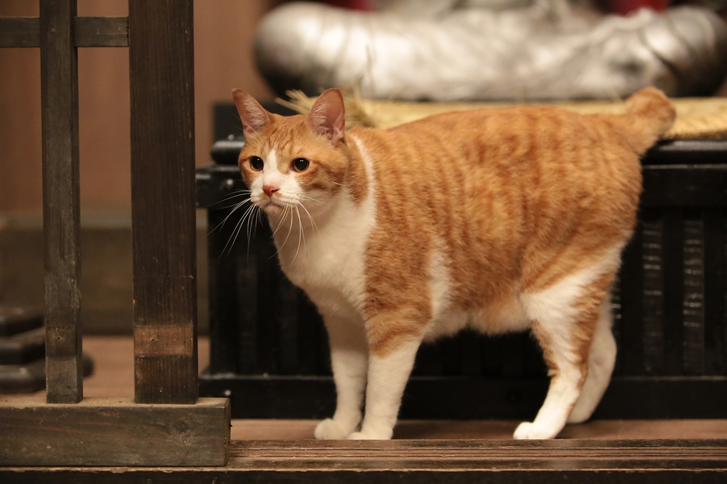 「猫忍」で父上に扮する金時。