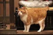 「猫忍」で父上に扮する金時。