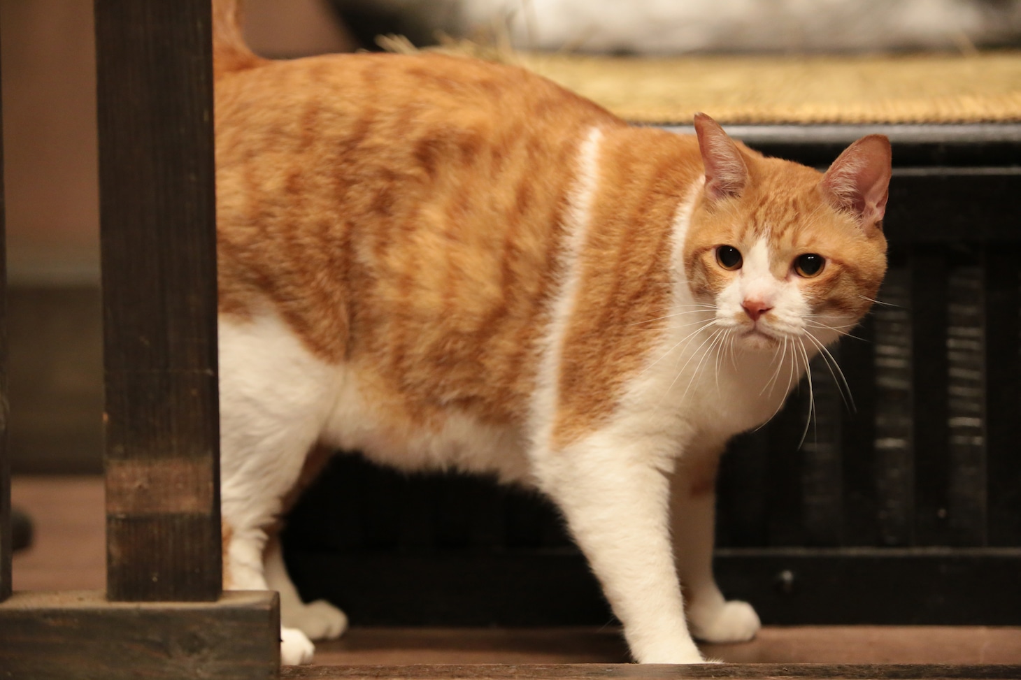 「猫忍」で父上に扮する金時。