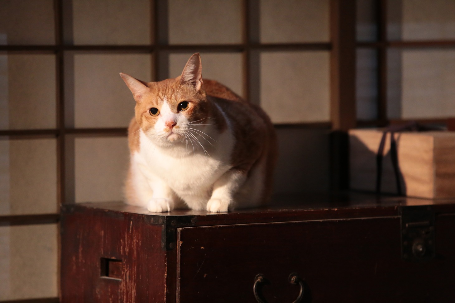 「猫忍」で父上に扮する金時。