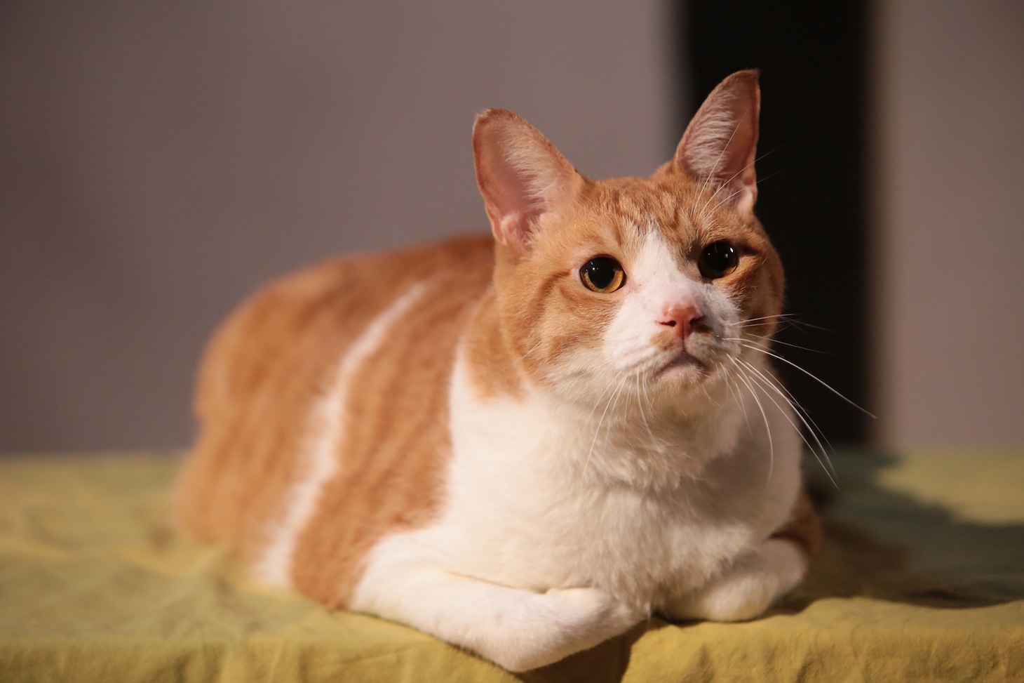 「猫忍」で父上に扮する金時。