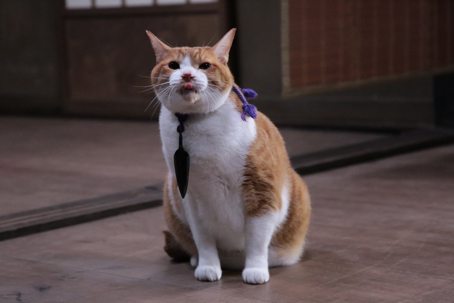 「猫忍」で父上に扮する金時。