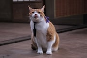 「猫忍」で父上に扮する金時。
