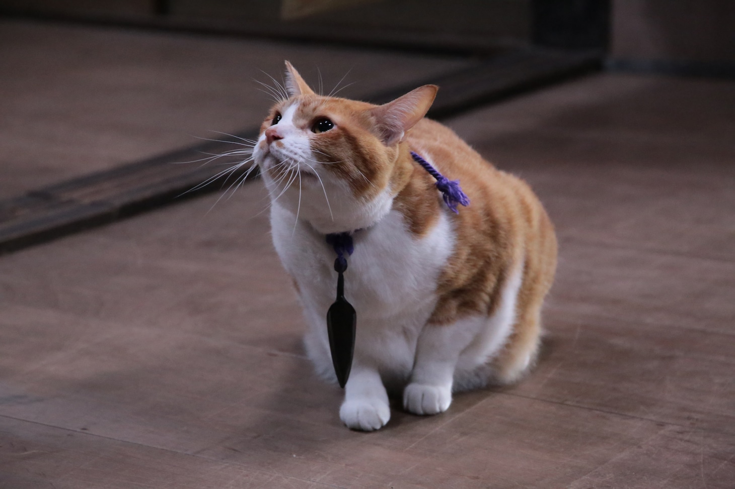 「猫忍」で父上に扮する金時。