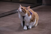 「猫忍」で父上に扮する金時。
