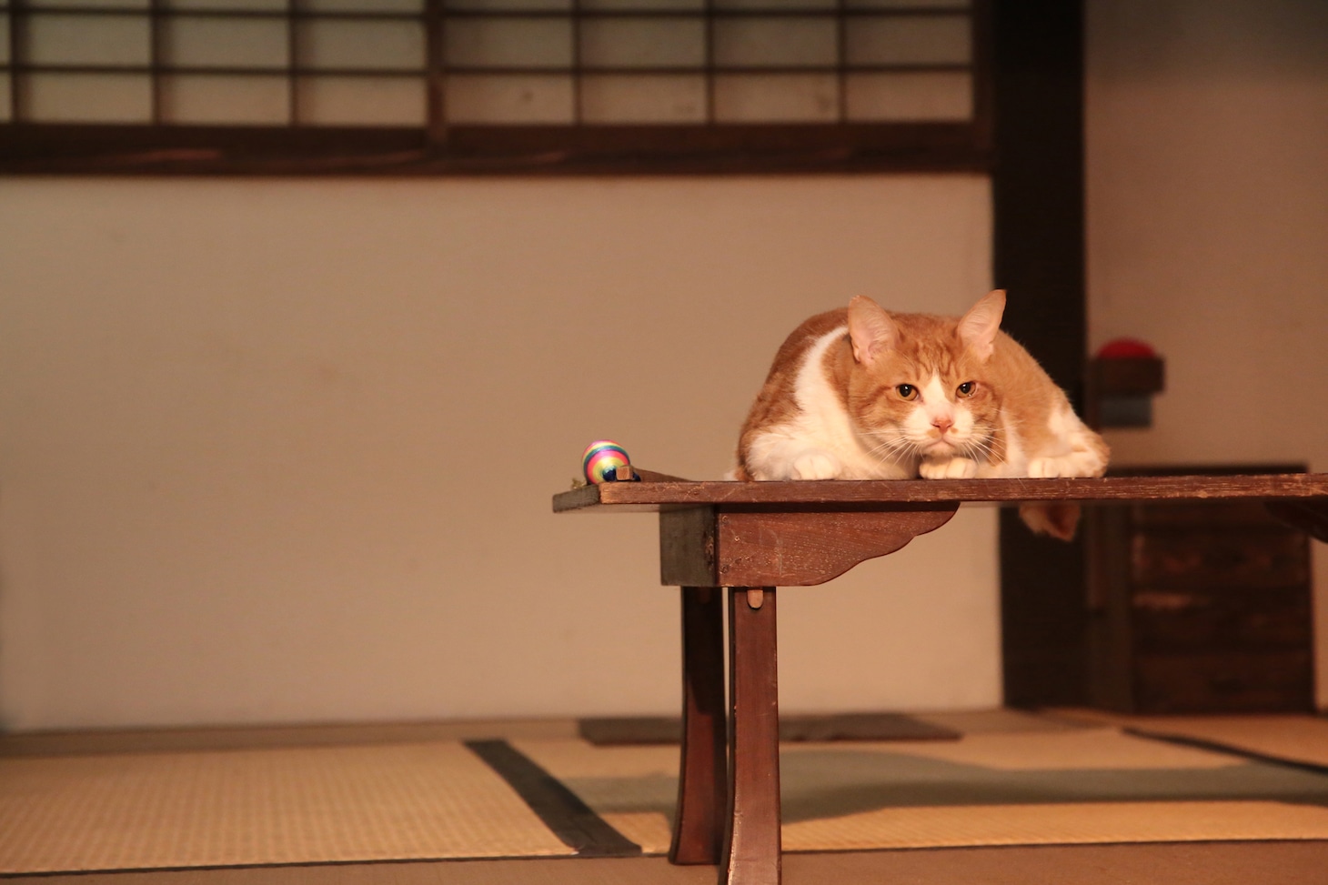 「猫忍」で父上に扮する金時。