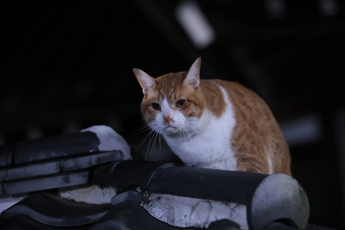 「猫忍」で父上に扮する金時。