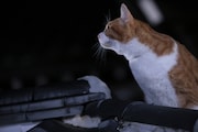 「猫忍」で父上に扮する金時。