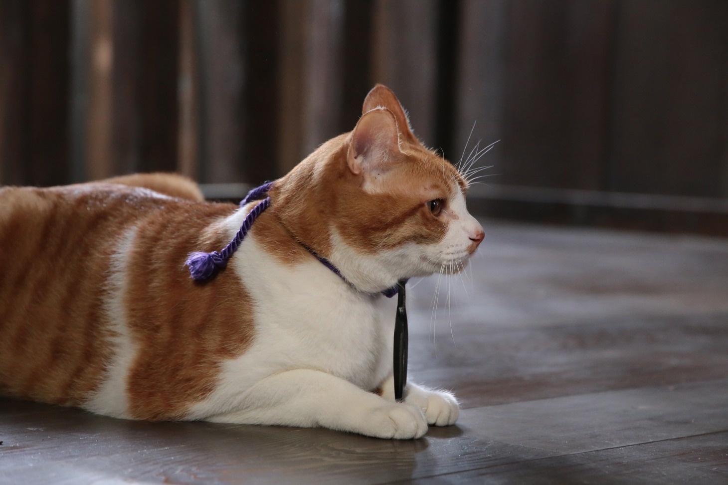 「猫忍」で父上に扮する金時。