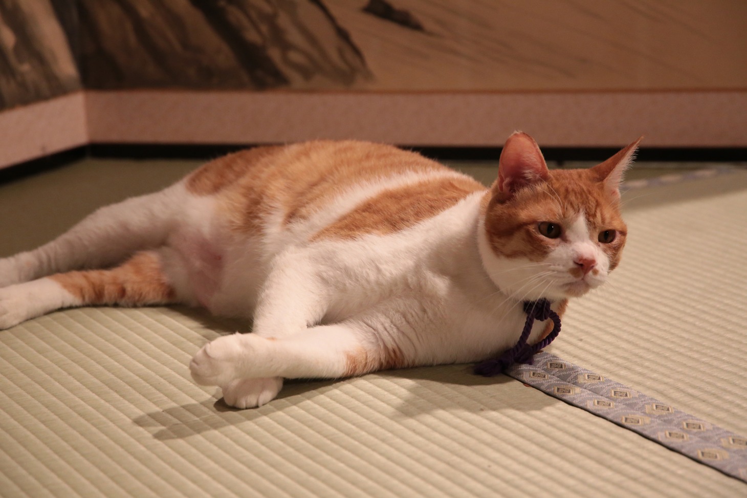 「猫忍」で父上に扮する金時。
