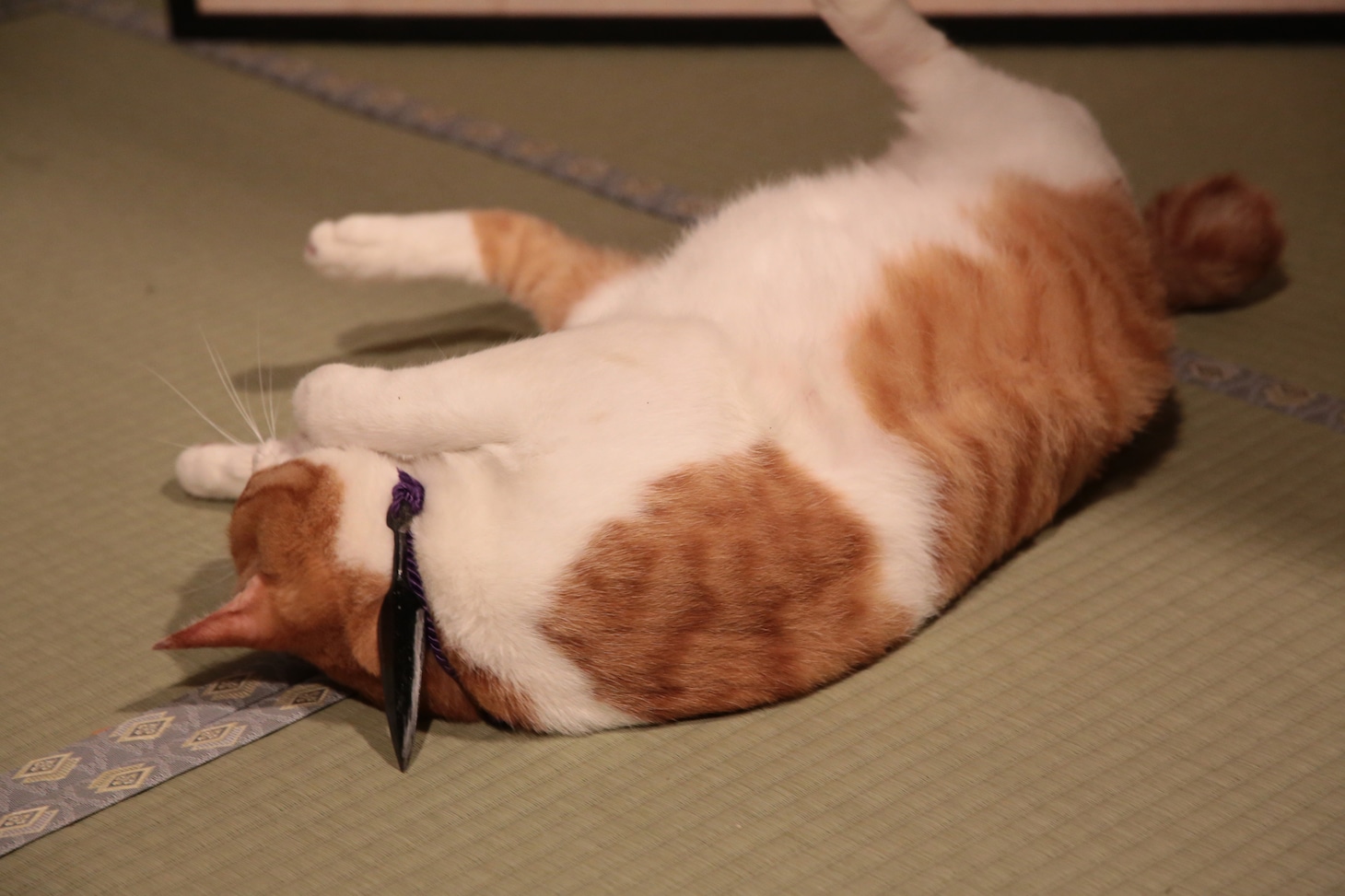 「猫忍」で父上に扮する金時。