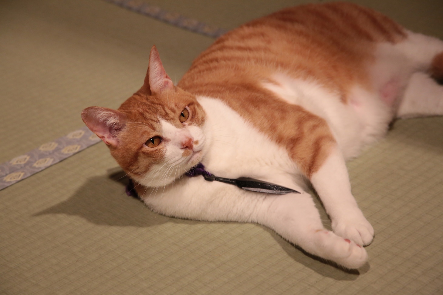 「猫忍」で父上に扮する金時。