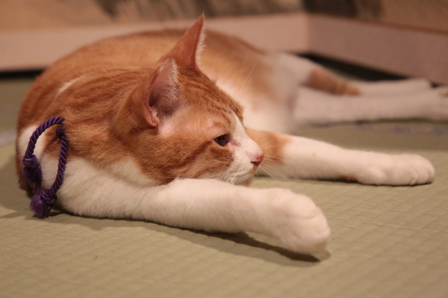 「猫忍」で父上に扮する金時。