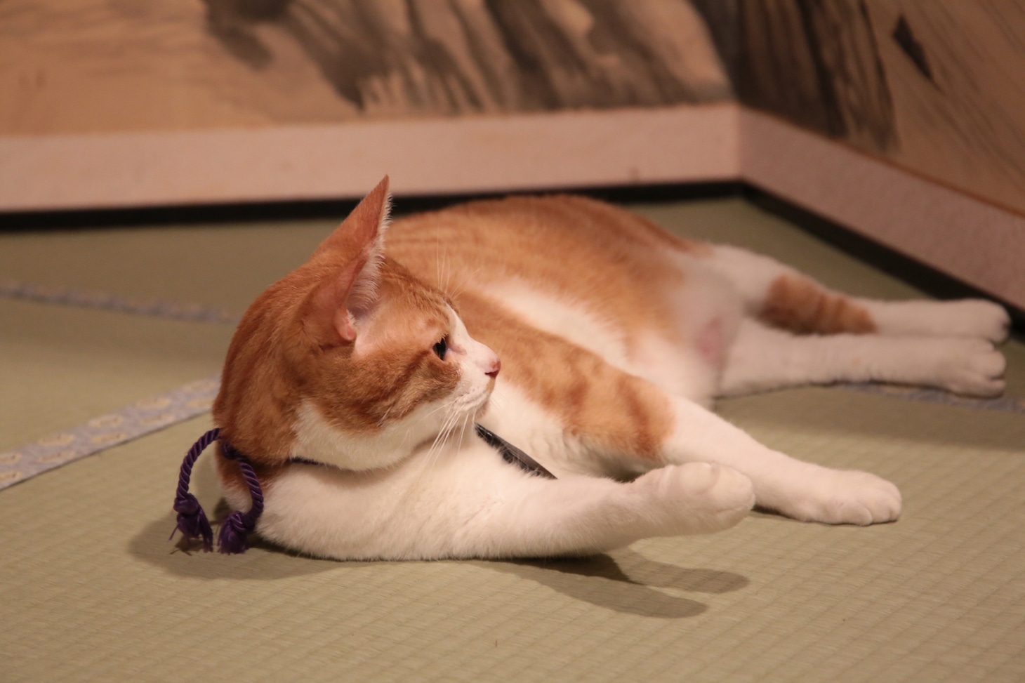 「猫忍」で父上に扮する金時。
