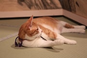「猫忍」で父上に扮する金時。
