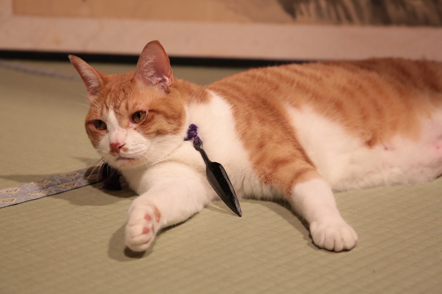 「猫忍」で父上に扮する金時。