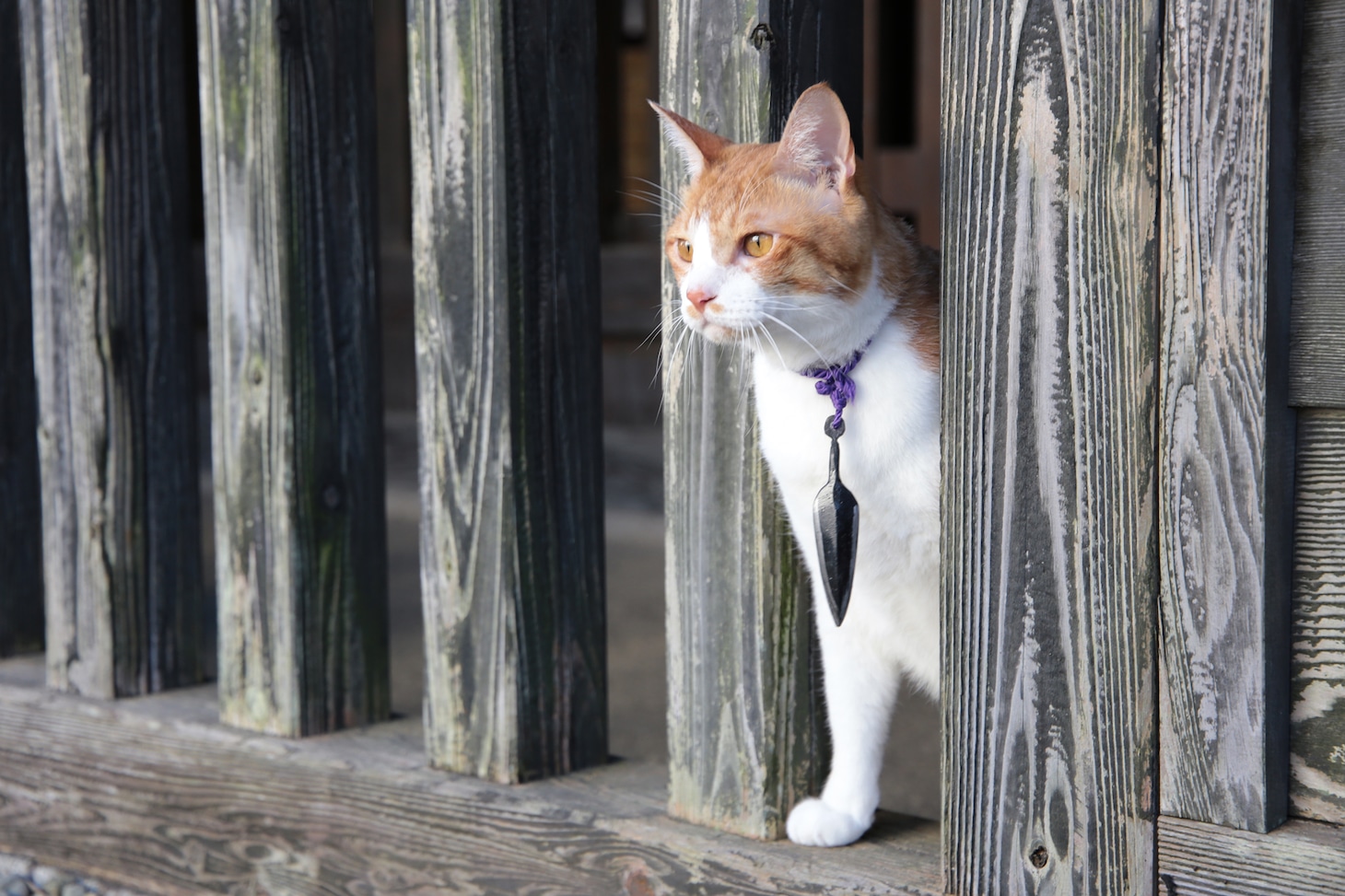 「猫忍」で父上に扮する金時。