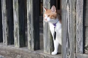 「猫忍」で父上に扮する金時。
