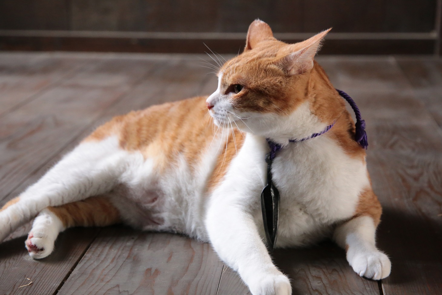 「猫忍」で父上に扮する金時。