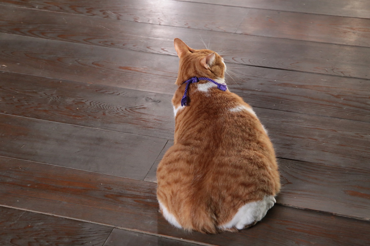 「猫忍」で父上に扮する金時。