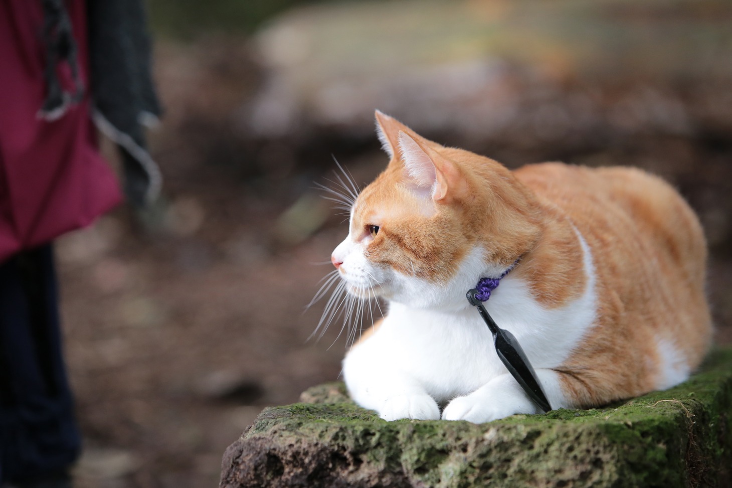 「猫忍」で父上に扮する金時。