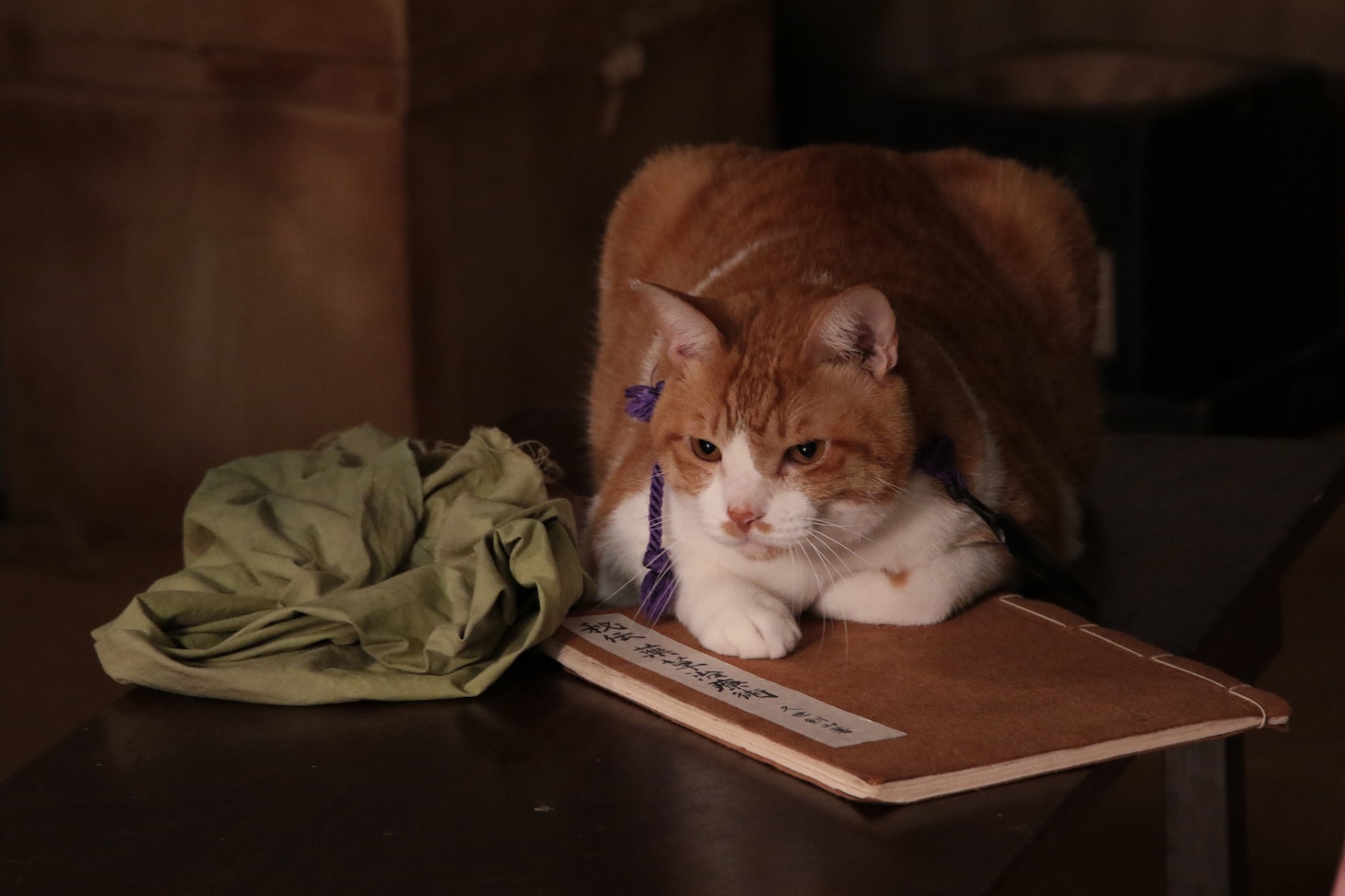 「猫忍」で父上に扮する金時。