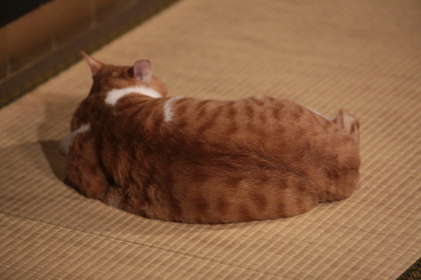 「猫忍」で父上に扮する金時。