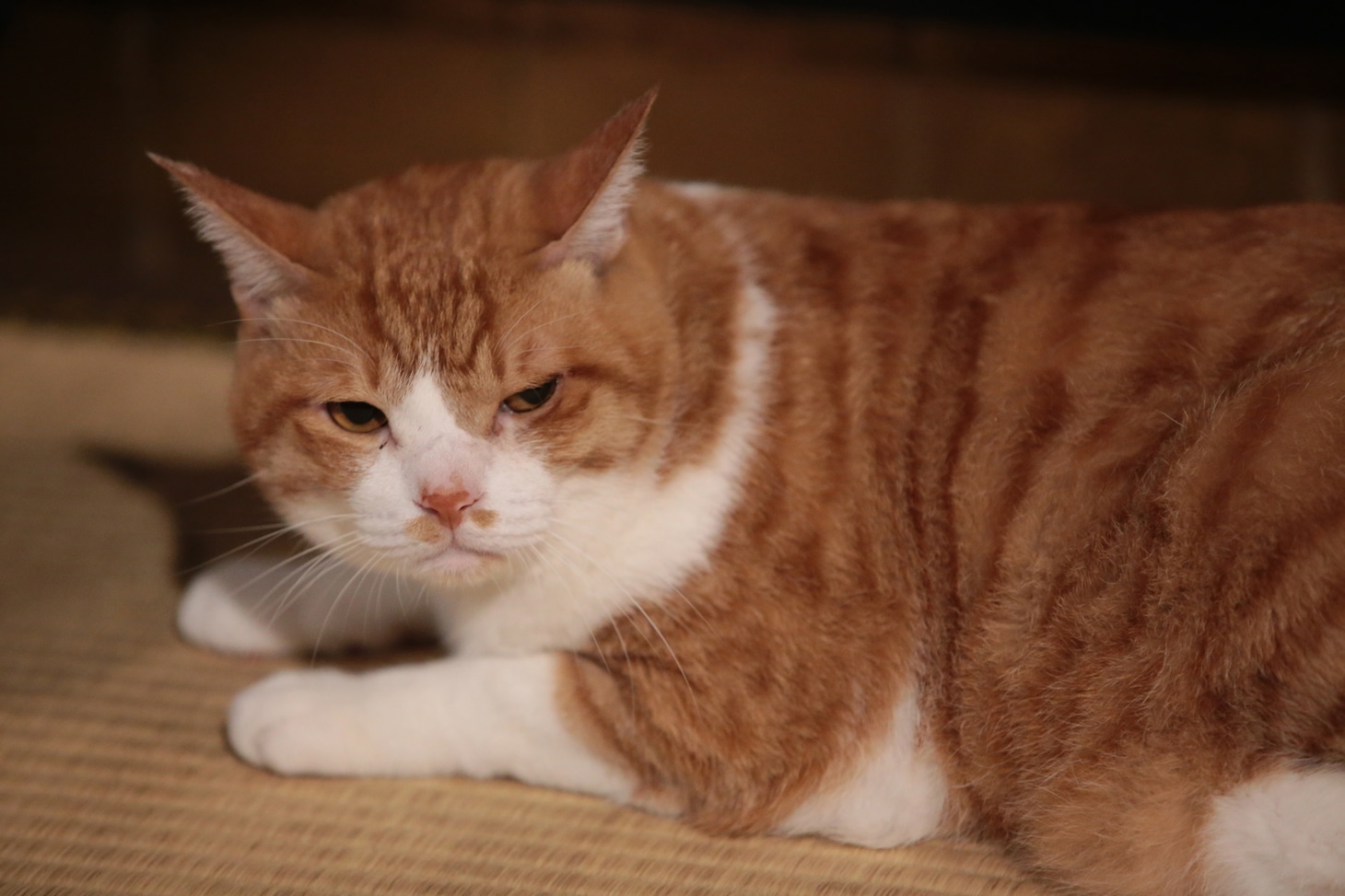 「猫忍」で父上に扮する金時。