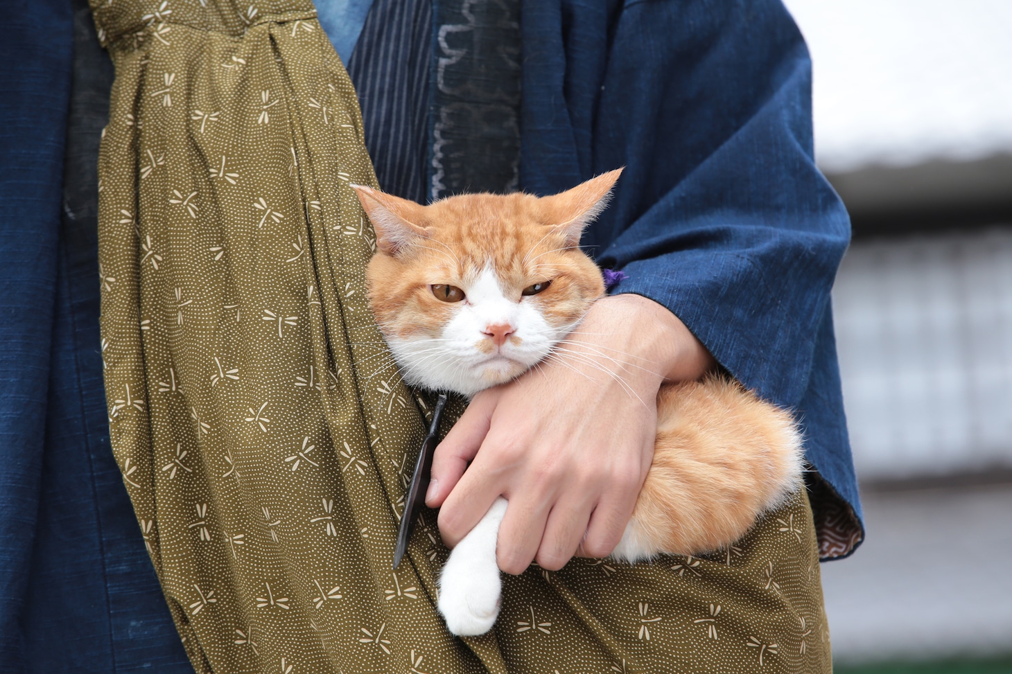 「猫忍」で父上に扮する金時。