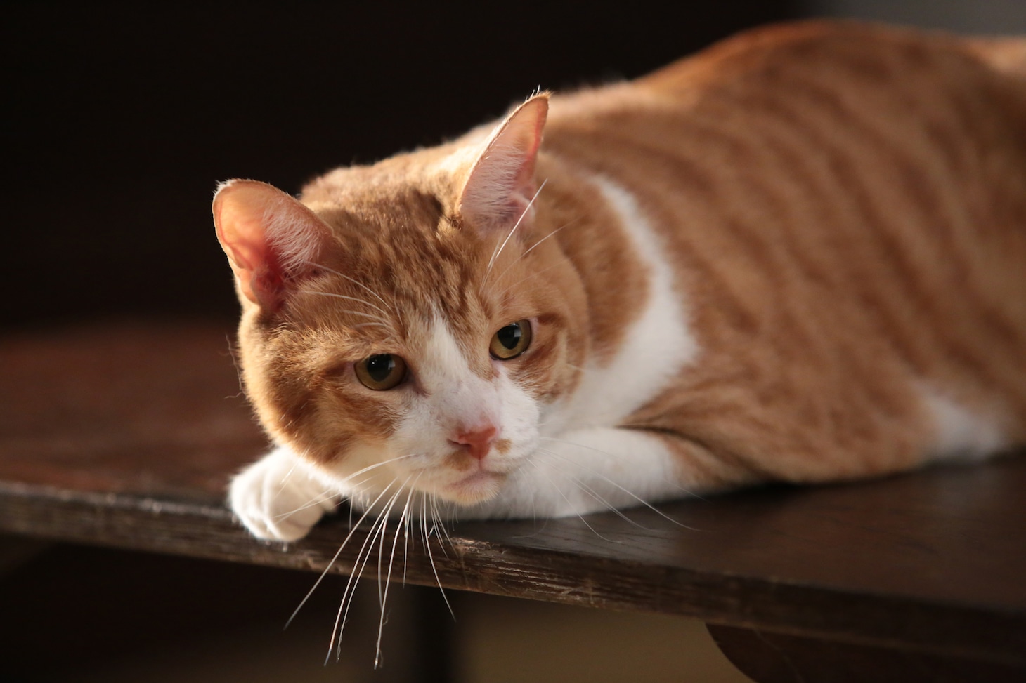 「猫忍」で父上に扮する金時。