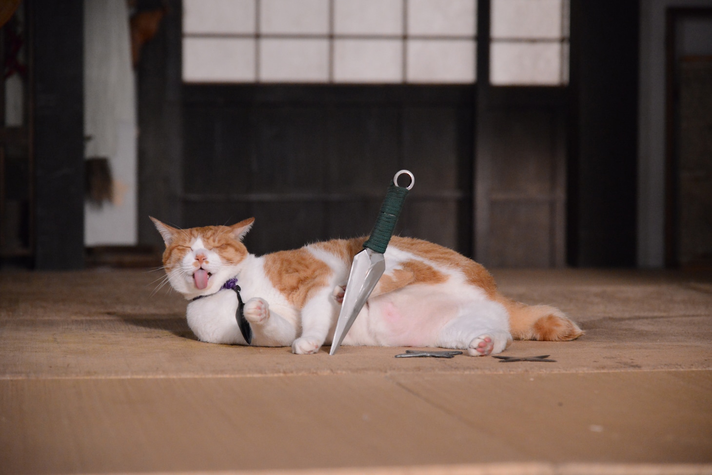 「猫忍」で父上に扮する金時。