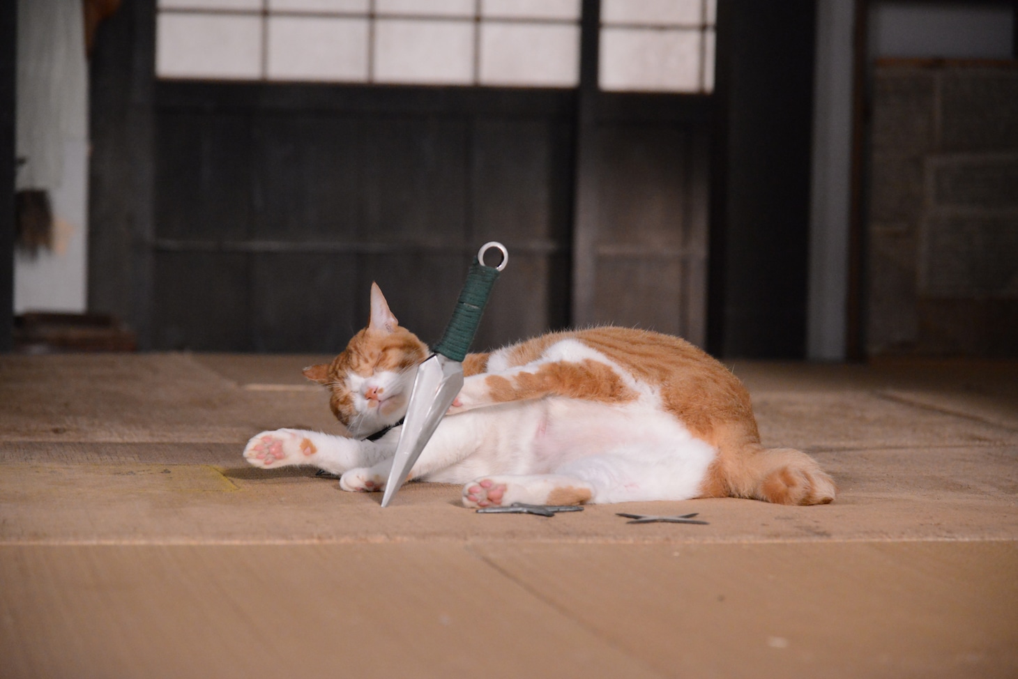 「猫忍」で父上に扮する金時。