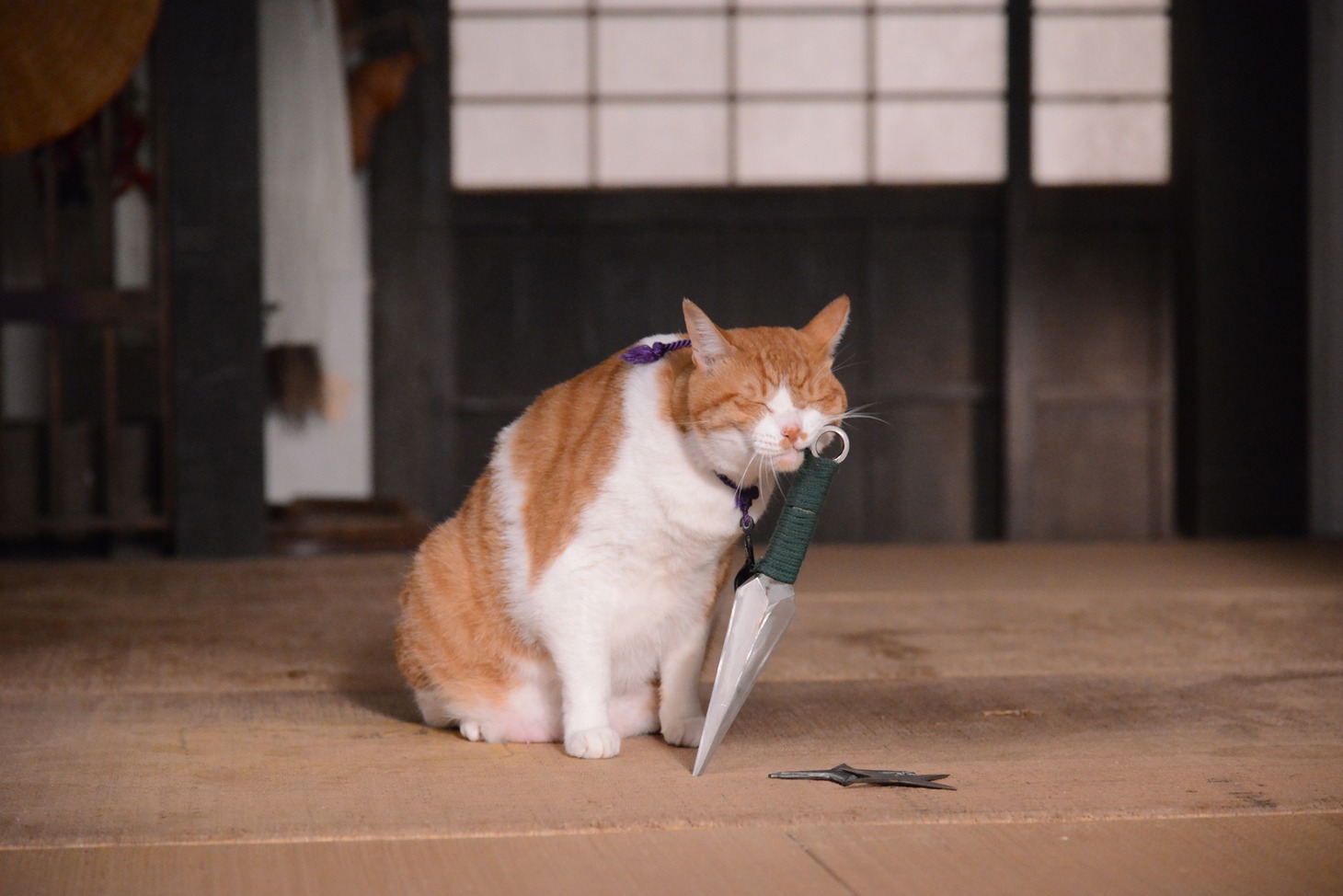 「猫忍」で父上に扮する金時。
