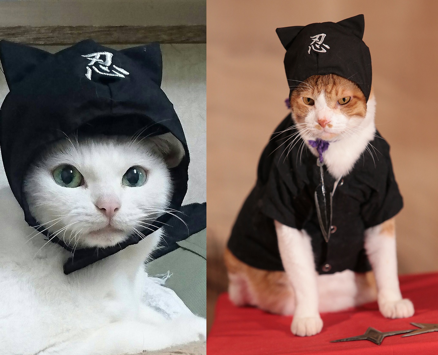 左から「猫忍」ドラマ版に友情出演するあなご、「猫忍」で父上に扮する金時。