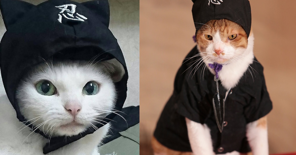 猫忍」主役猫の金時＆友情出演・あなごを捉えた猫尽くしの写真42点 