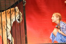 ベンガル虎のアンジーを見つめる仲里依紗。