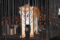 ベンガル虎のアンジー。