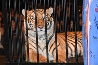 ベンガル虎のアンジー。