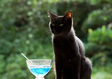 「ねこあつめの家」より、猫のりんご。