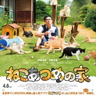 猫まみれの庭収めた「ねこあつめの家」ビジュアル解禁