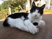 「ねこあつめの家」より、猫のがんも。