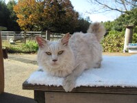 「ねこあつめの家」より、猫のソフト。