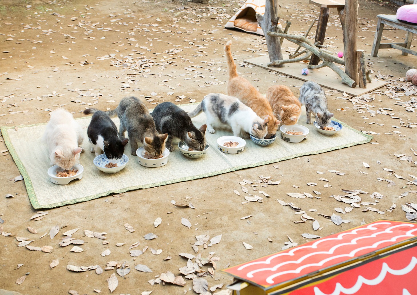 「ねこあつめの家」