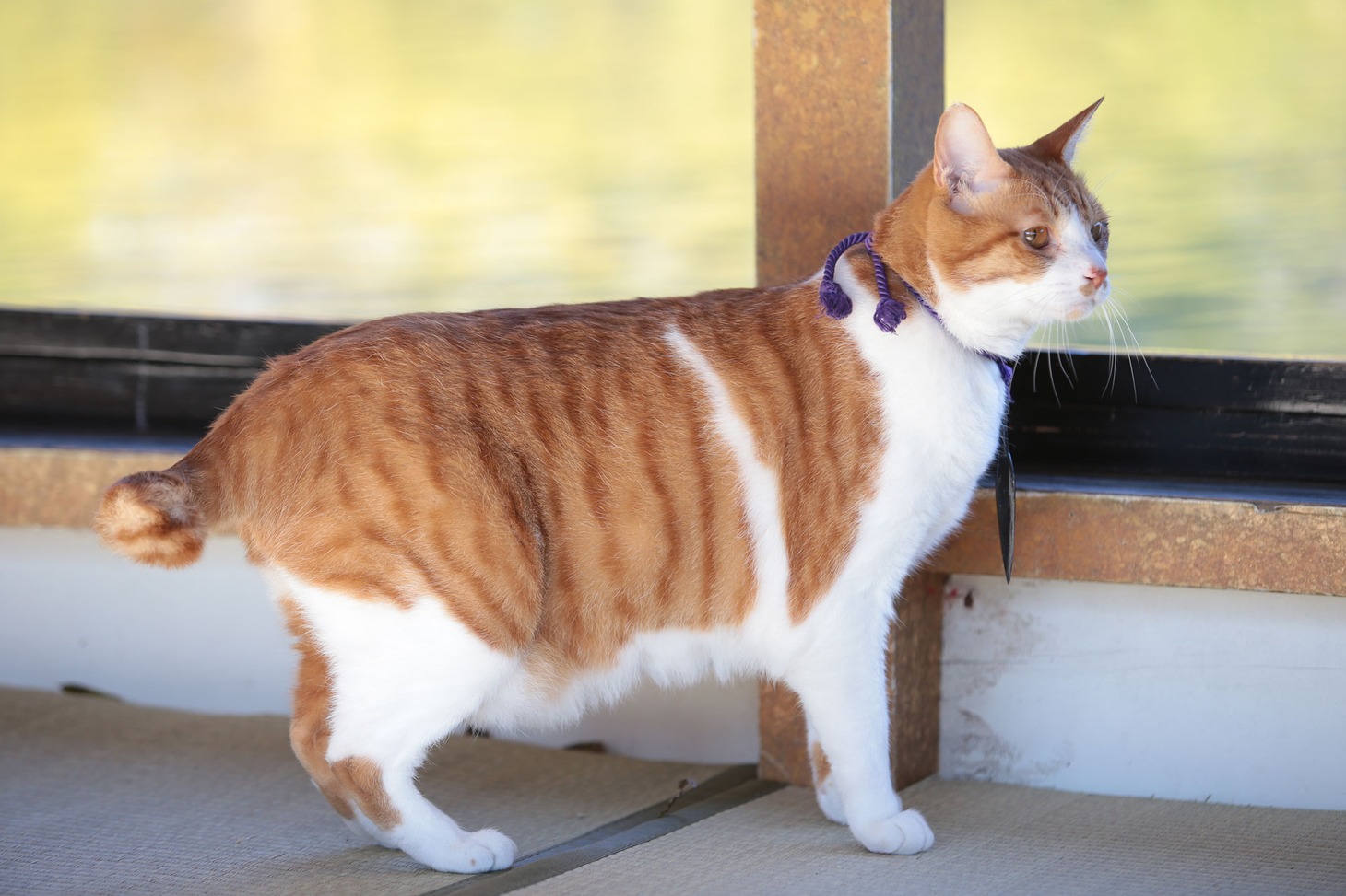 「猫忍」で父上に扮する金時。